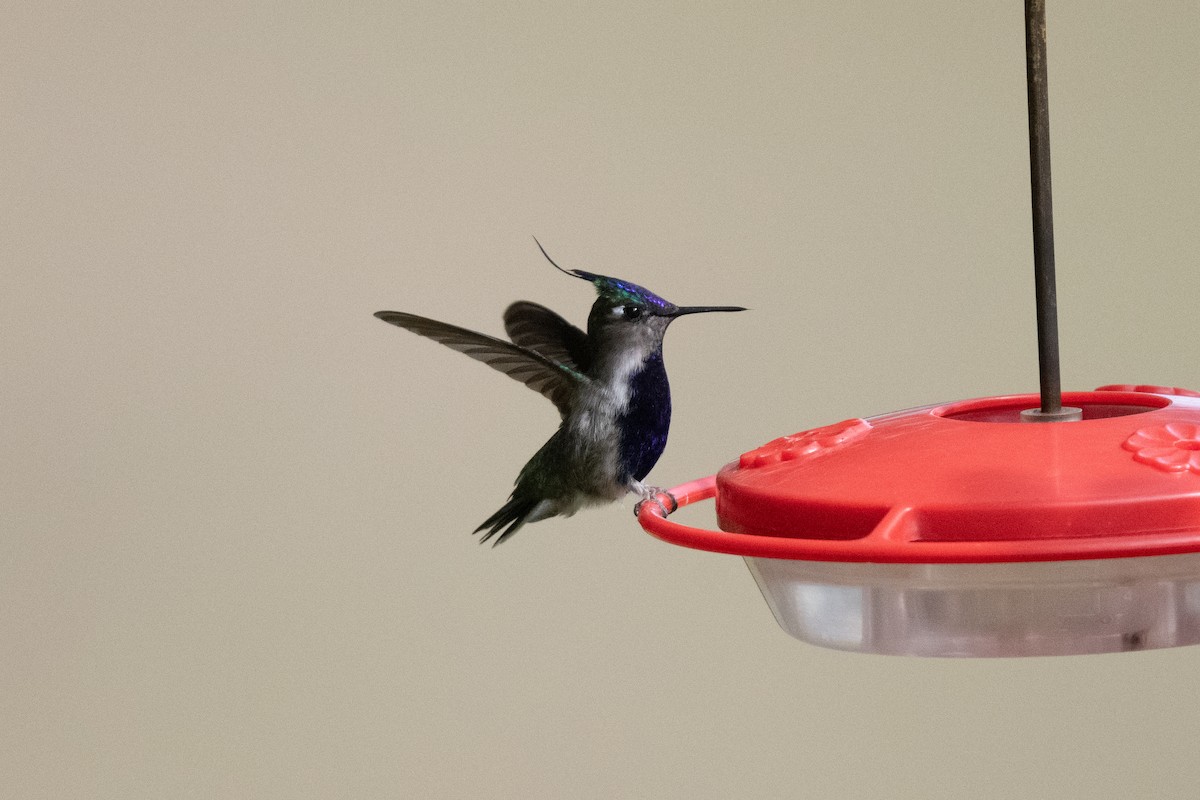 kolibřík paraguayský - ML611043098