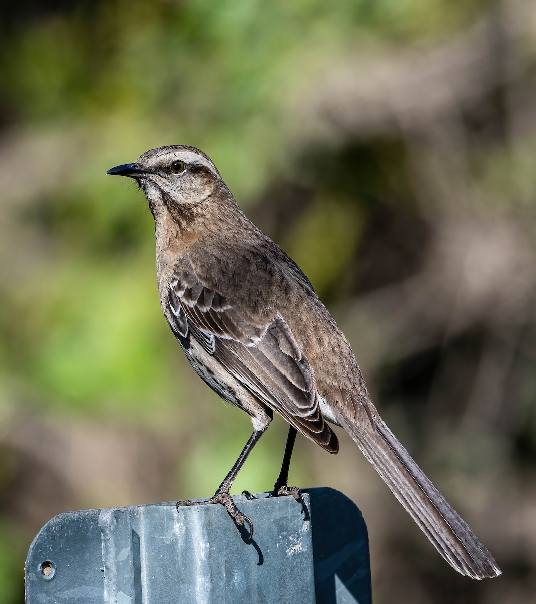 Chilean Mockingbird - Guy Tremblay