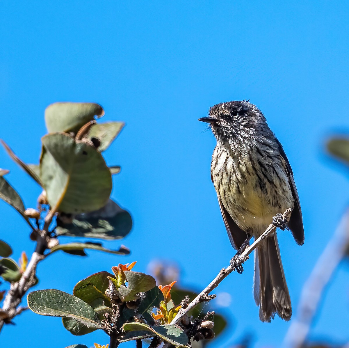 Tufted Tit-Tyrant - Guy Tremblay