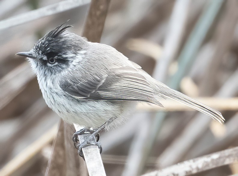 Tufted Tit-Tyrant - Guy Tremblay