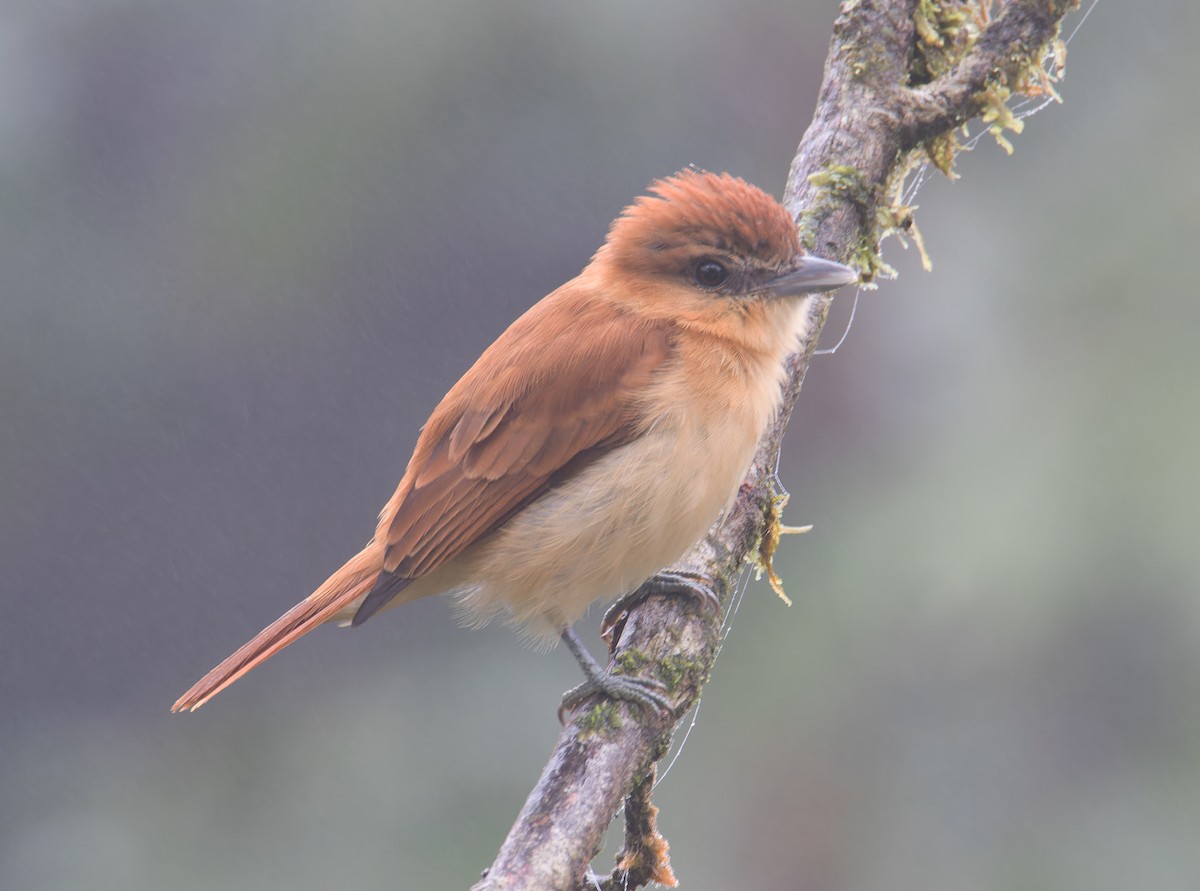 Угольный бекард - ML611043251