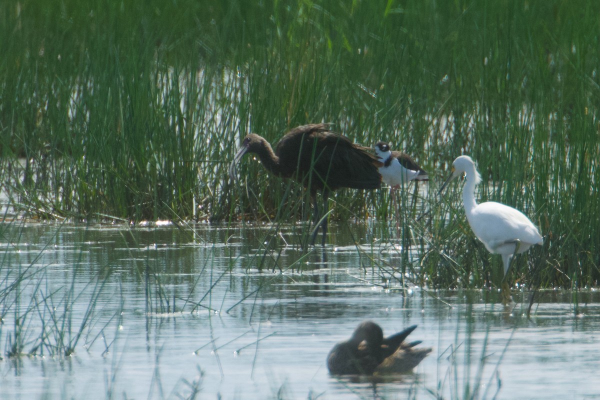 Ibis à face blanche - ML611043345