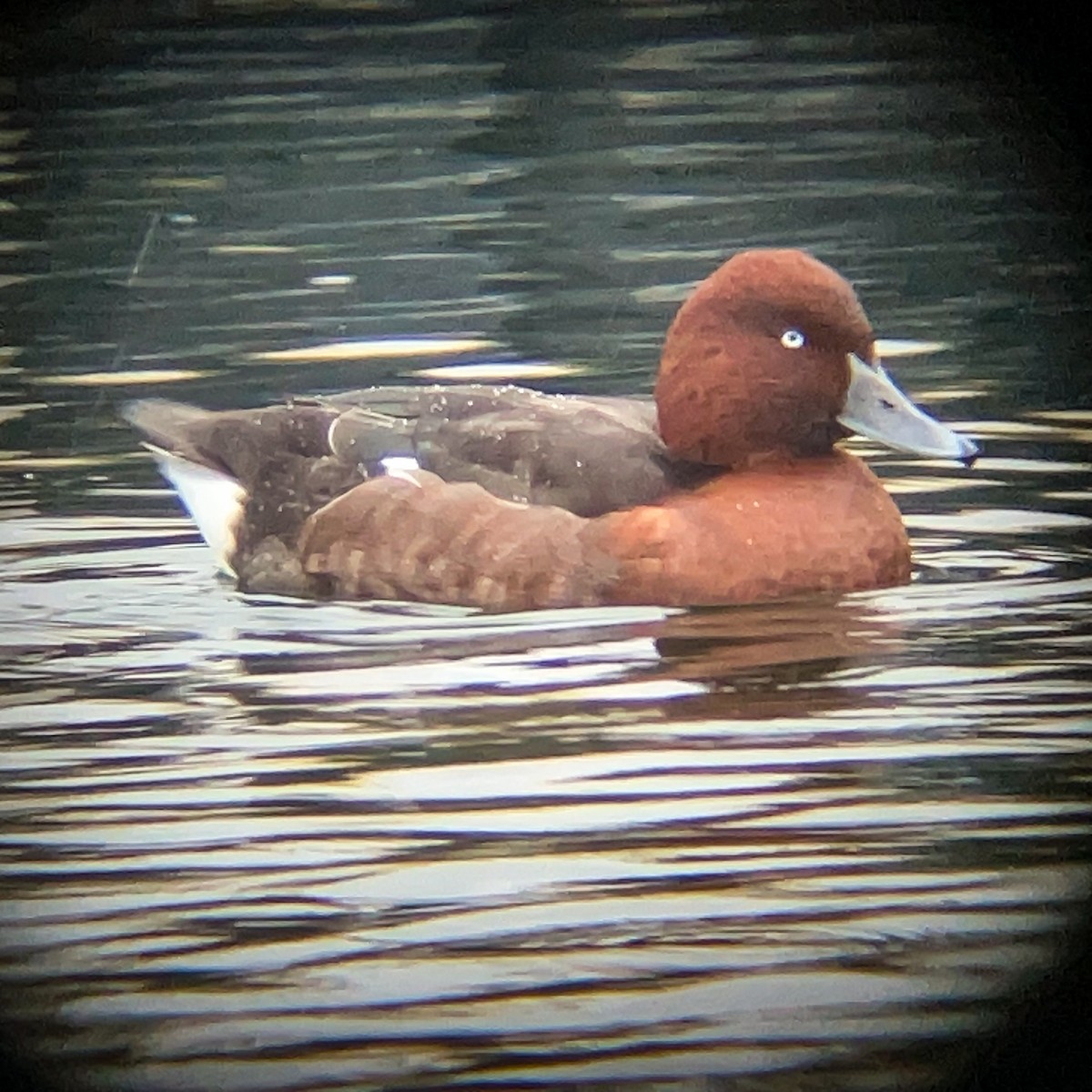 Ferruginous Duck - Detlef Koch