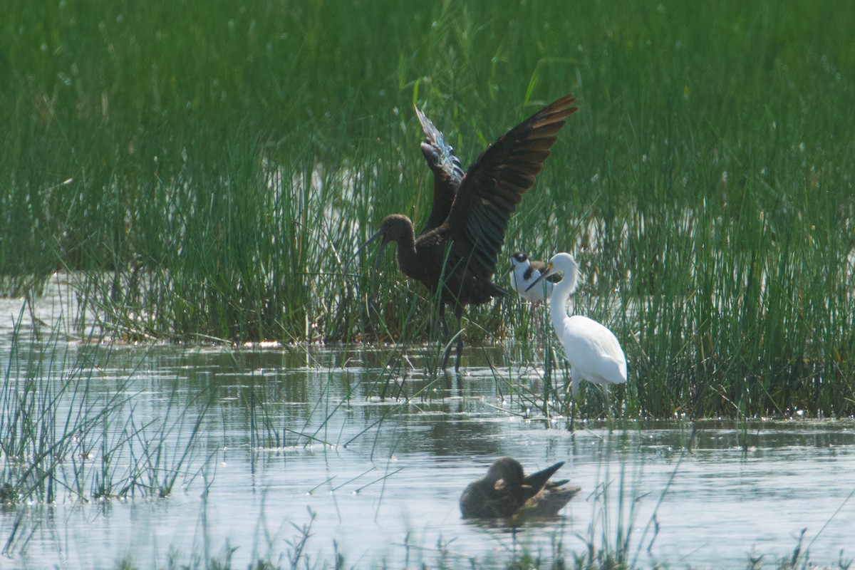 White-faced Ibis - ML611043400