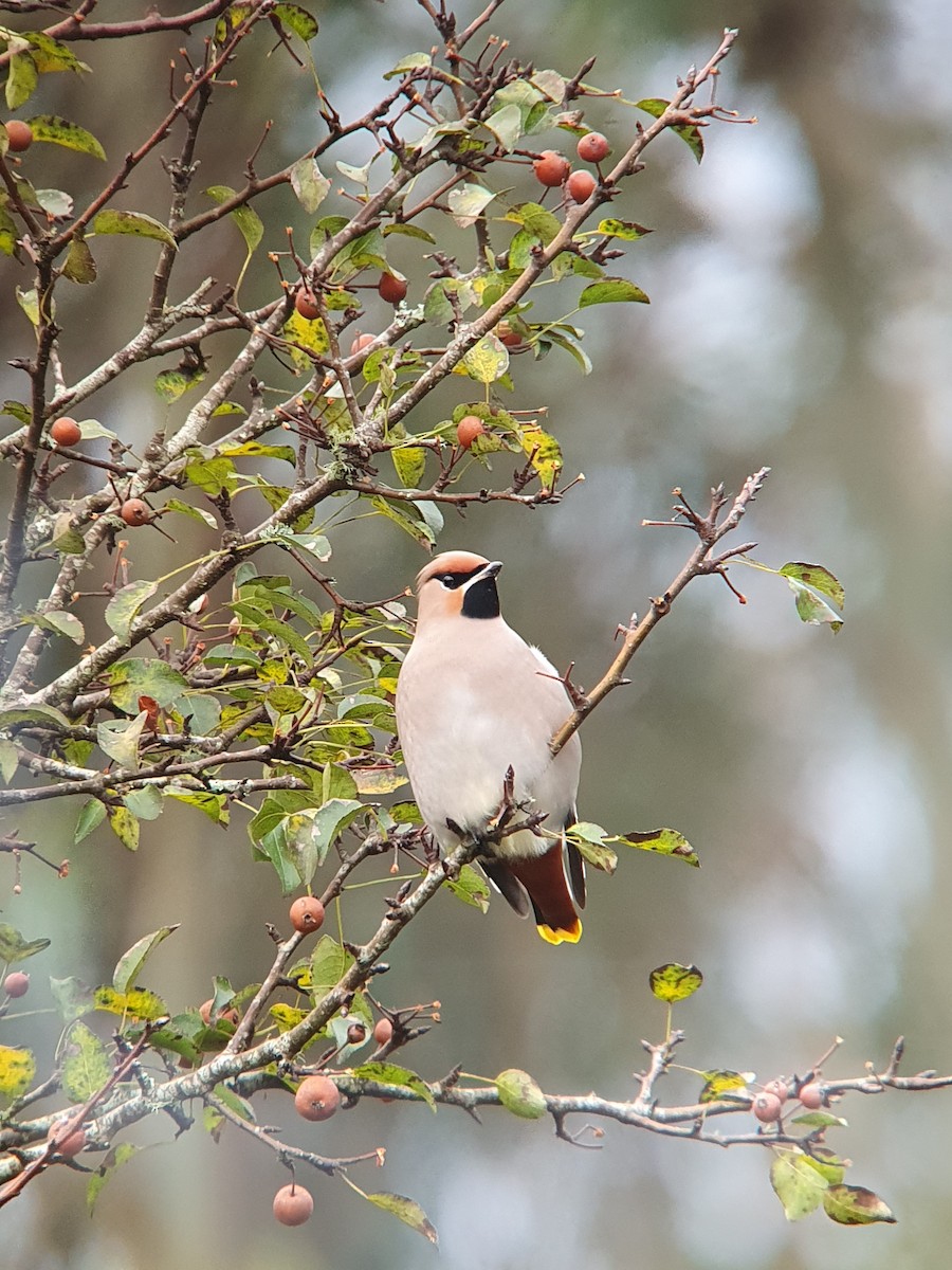 Bohemian Waxwing - ML611043405