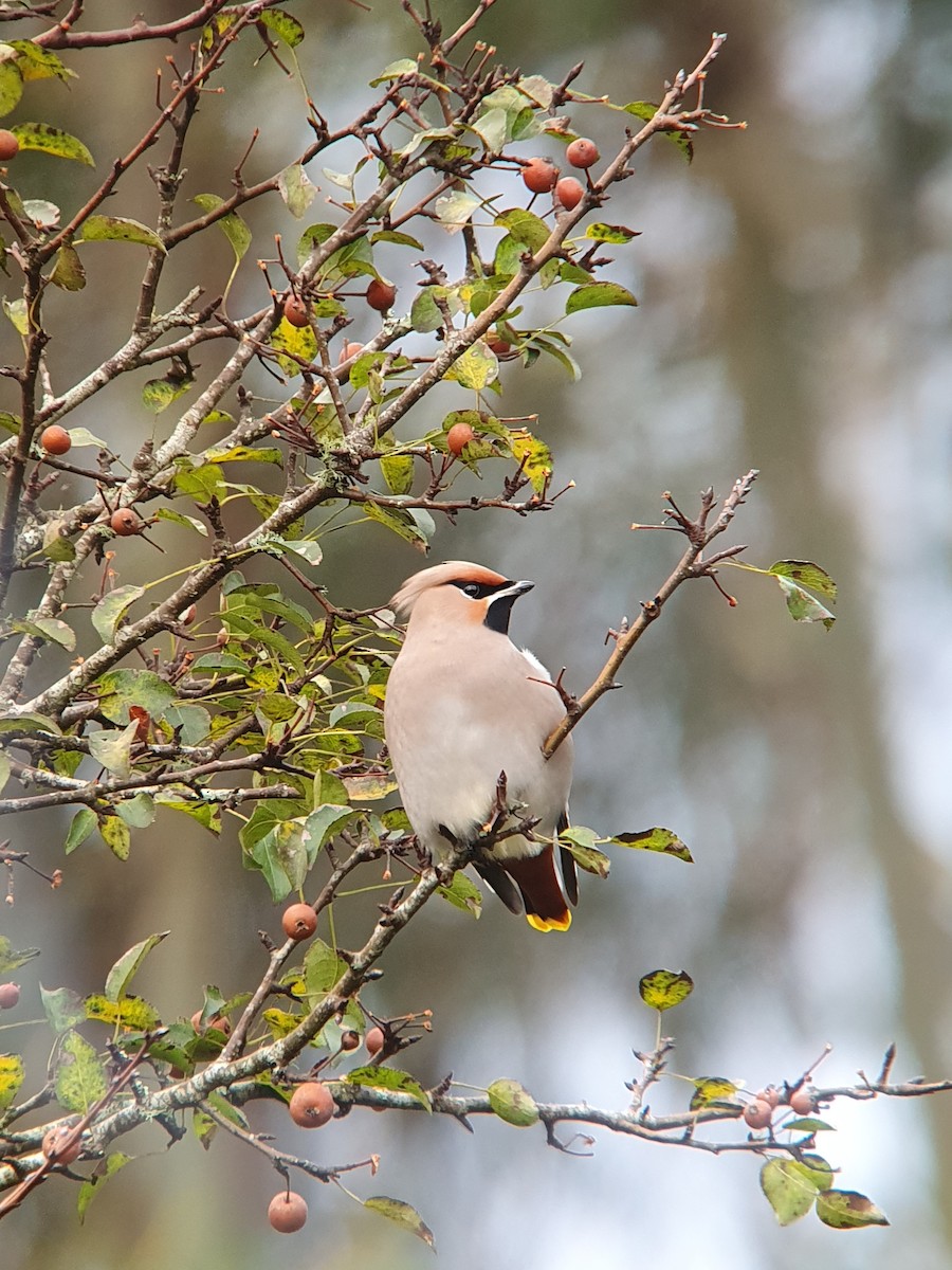 Bohemian Waxwing - ML611043409