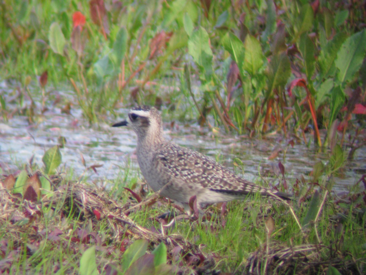 American Golden-Plover - ML61104341