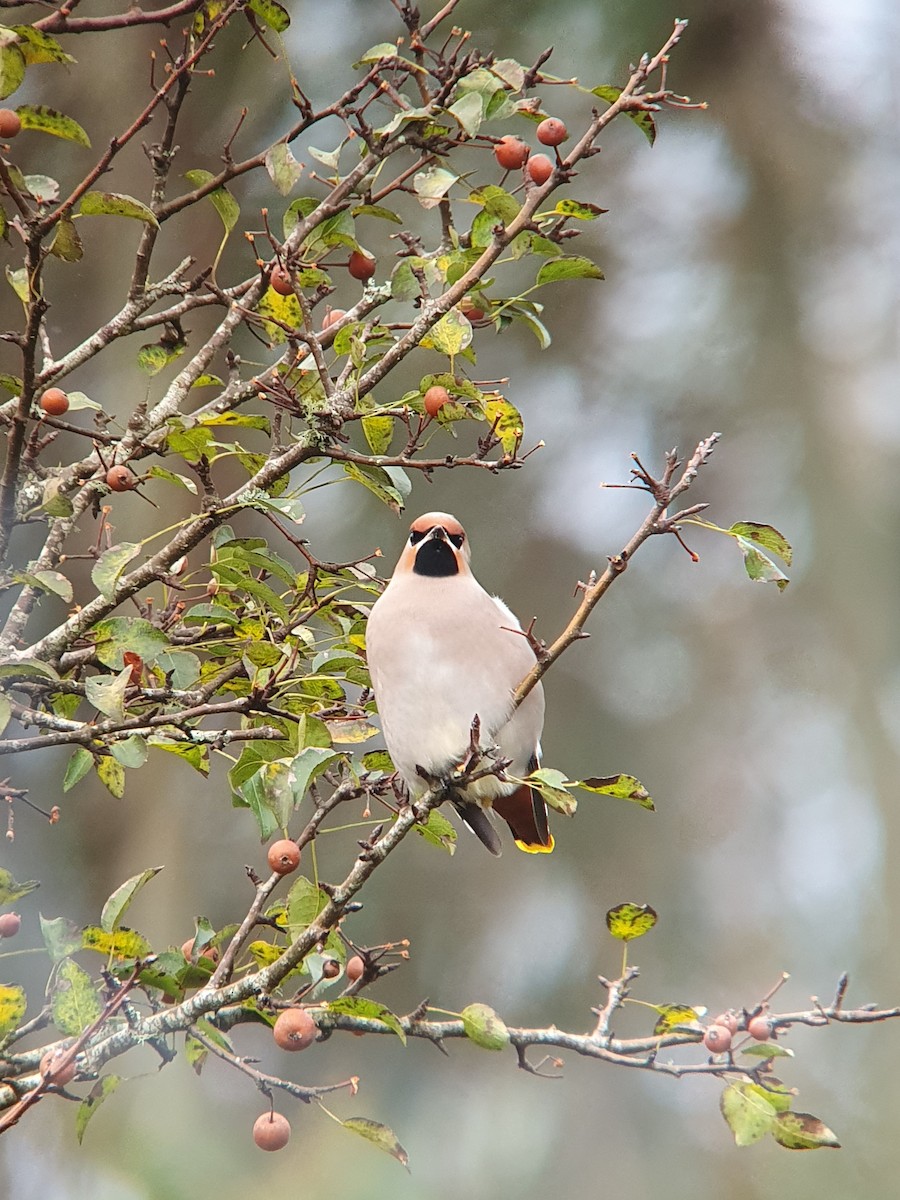 Bohemian Waxwing - ML611043410