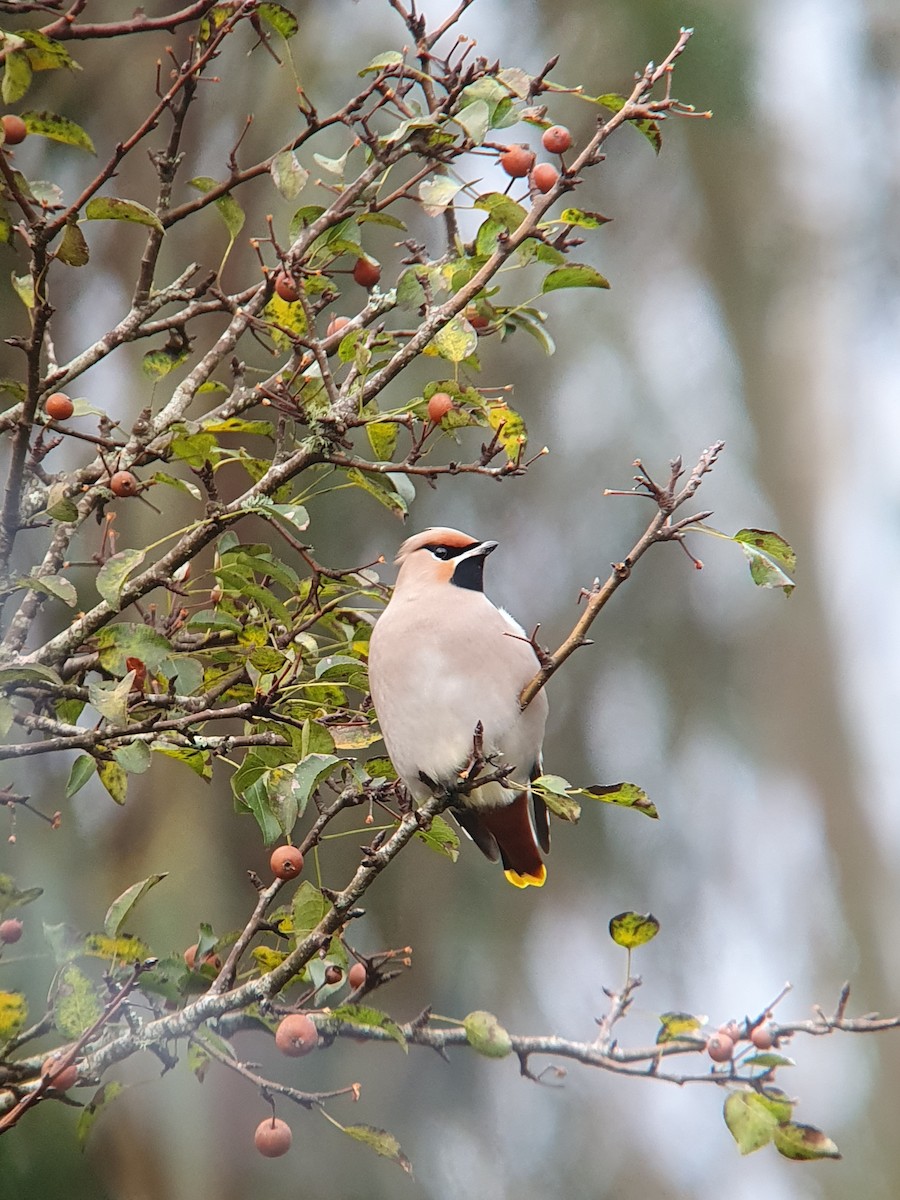 Bohemian Waxwing - ML611043411