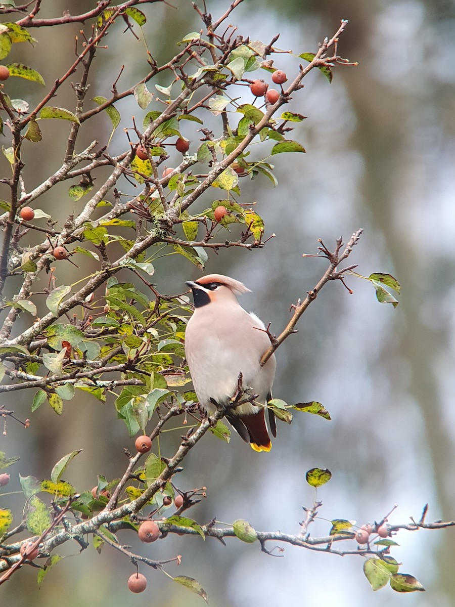 Bohemian Waxwing - ML611043412