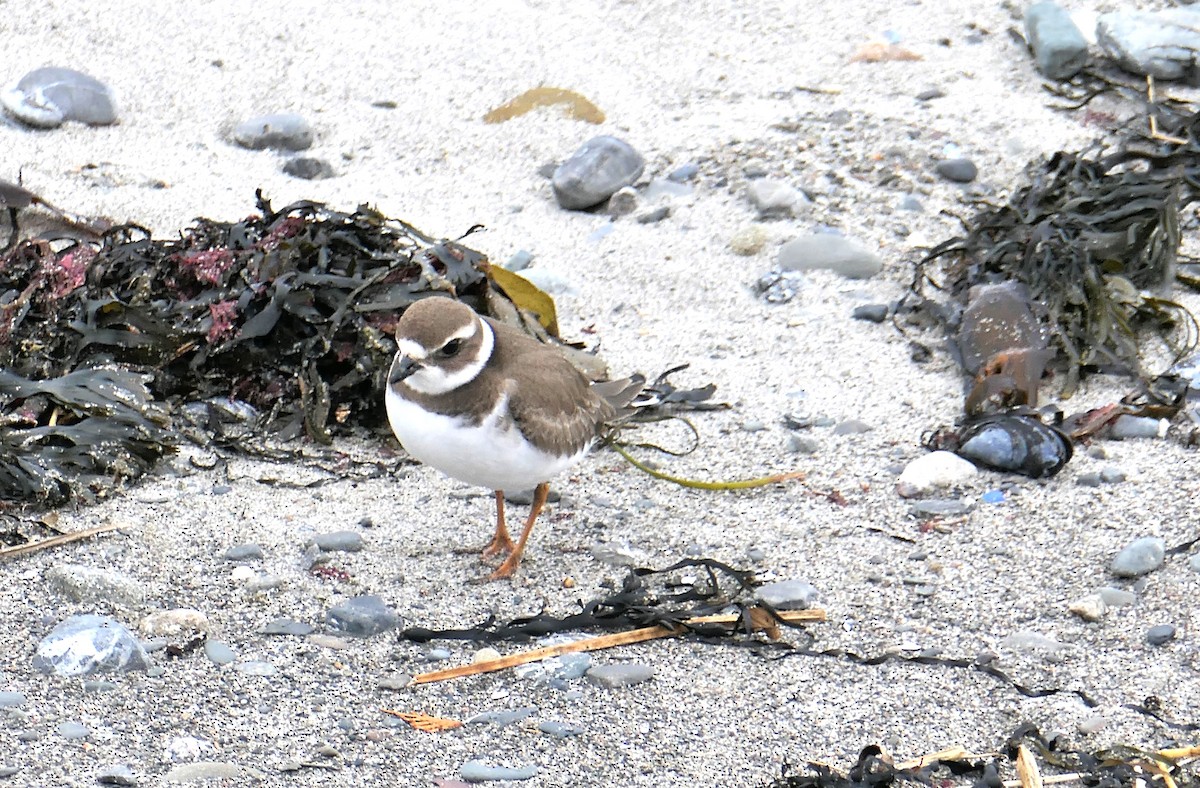 Semipalmated Plover - Luce Pelletier