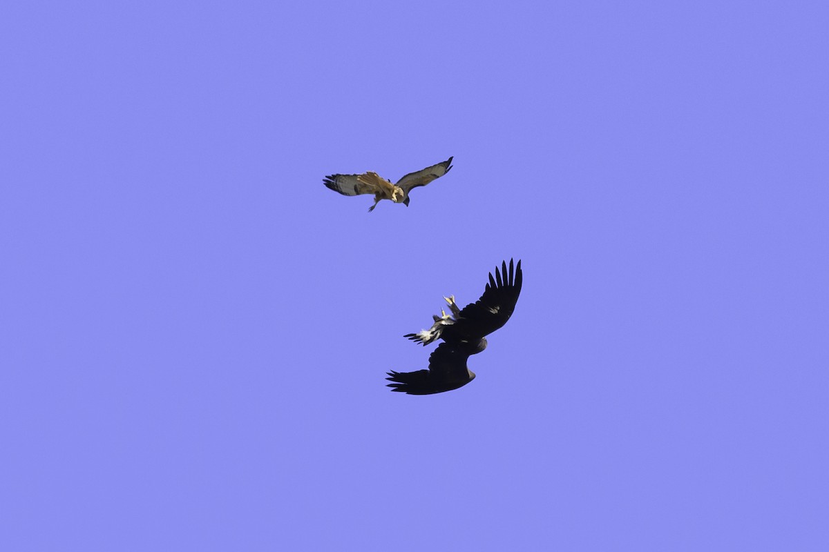 Golden Eagle - ML611043483