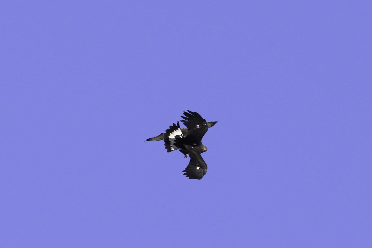 Golden Eagle - ML611043484