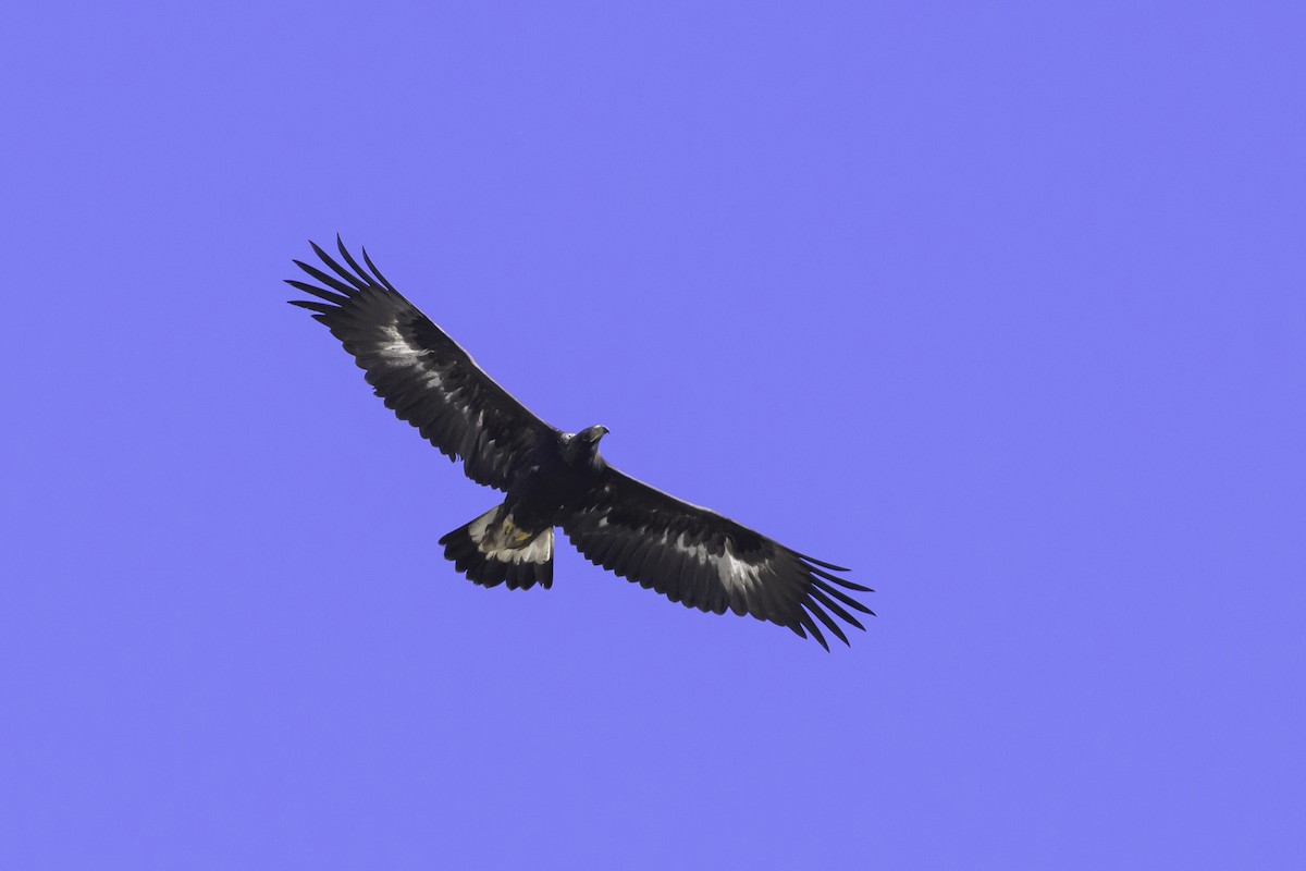 Golden Eagle - ML611043497