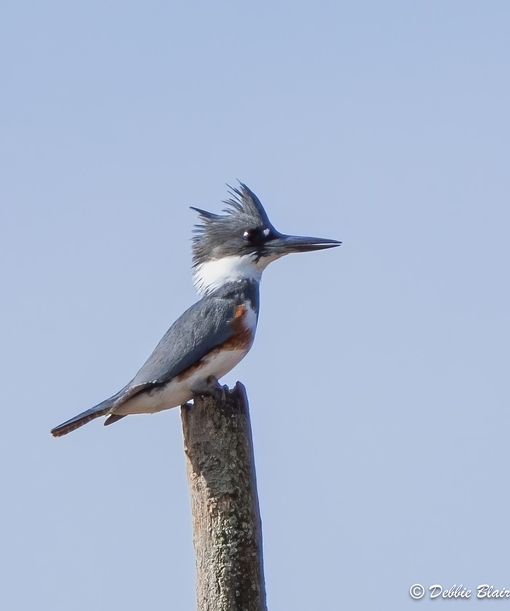 Belted Kingfisher - ML611043633