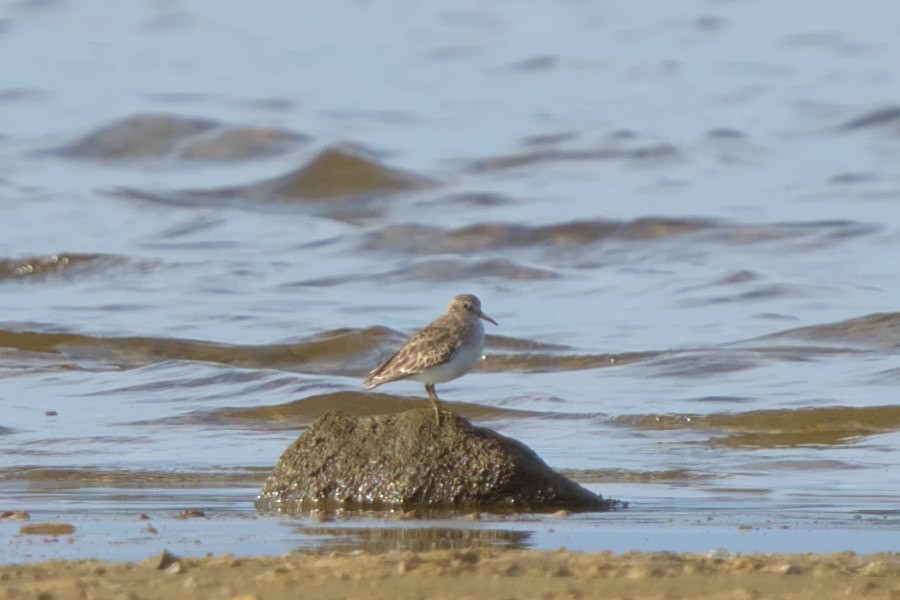Least Sandpiper - ML611043762