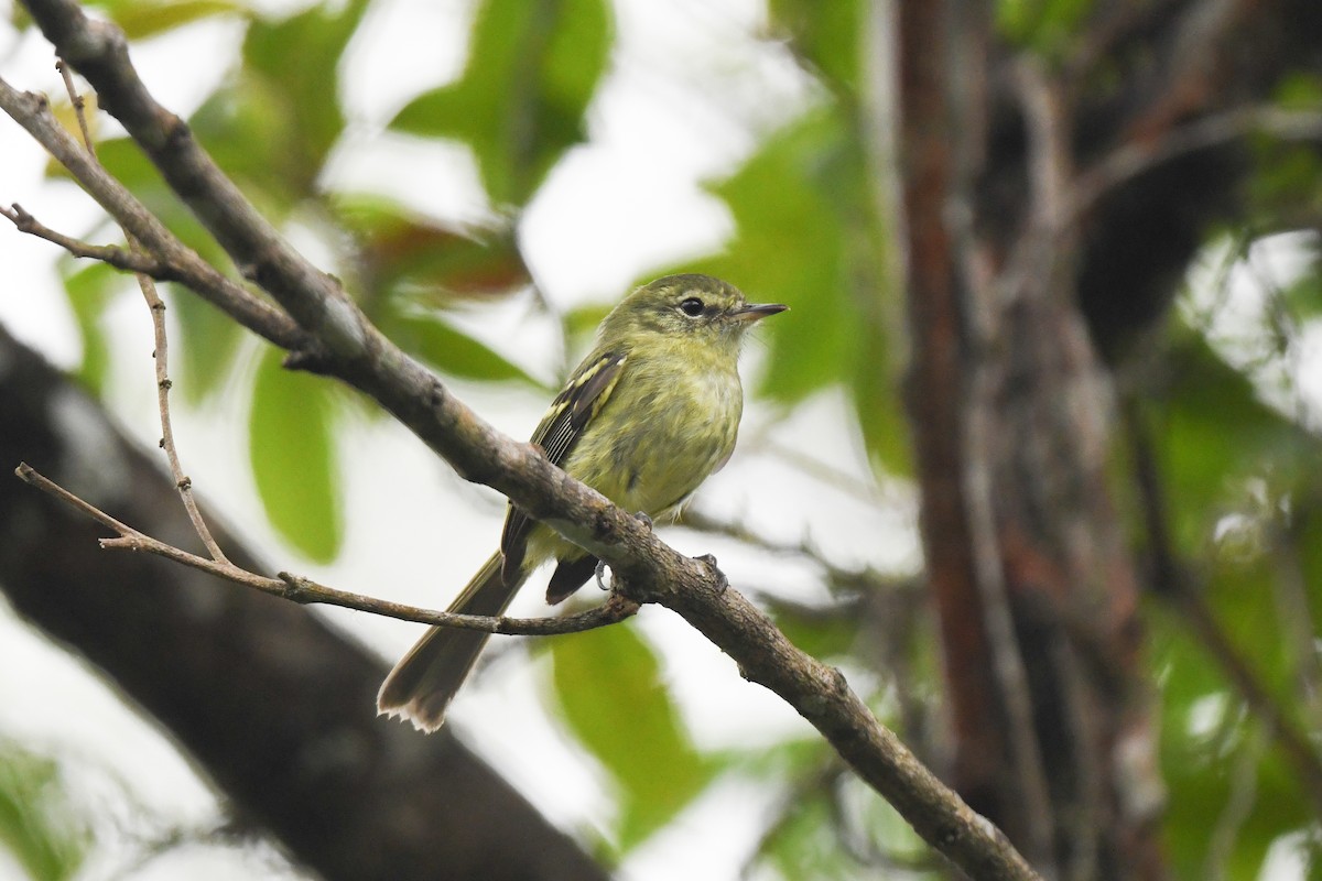 Restinga Tyrannulet - ML611043764