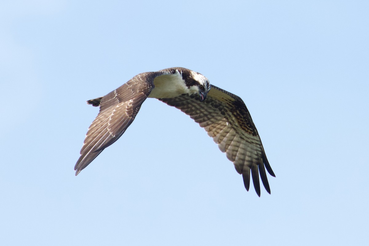 Águila Pescadora - ML611043765