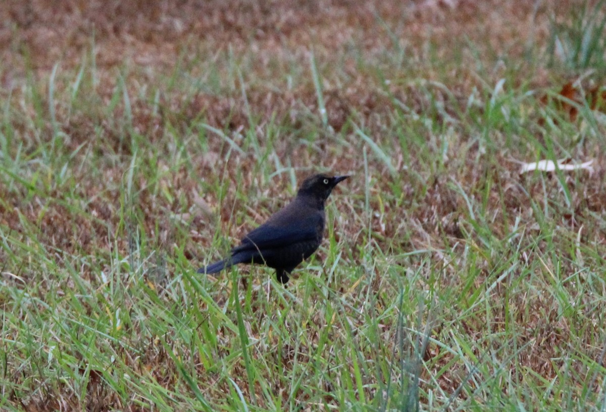 Rusty Blackbird - ML611043851