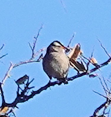 White-crowned Sparrow - ML611043951