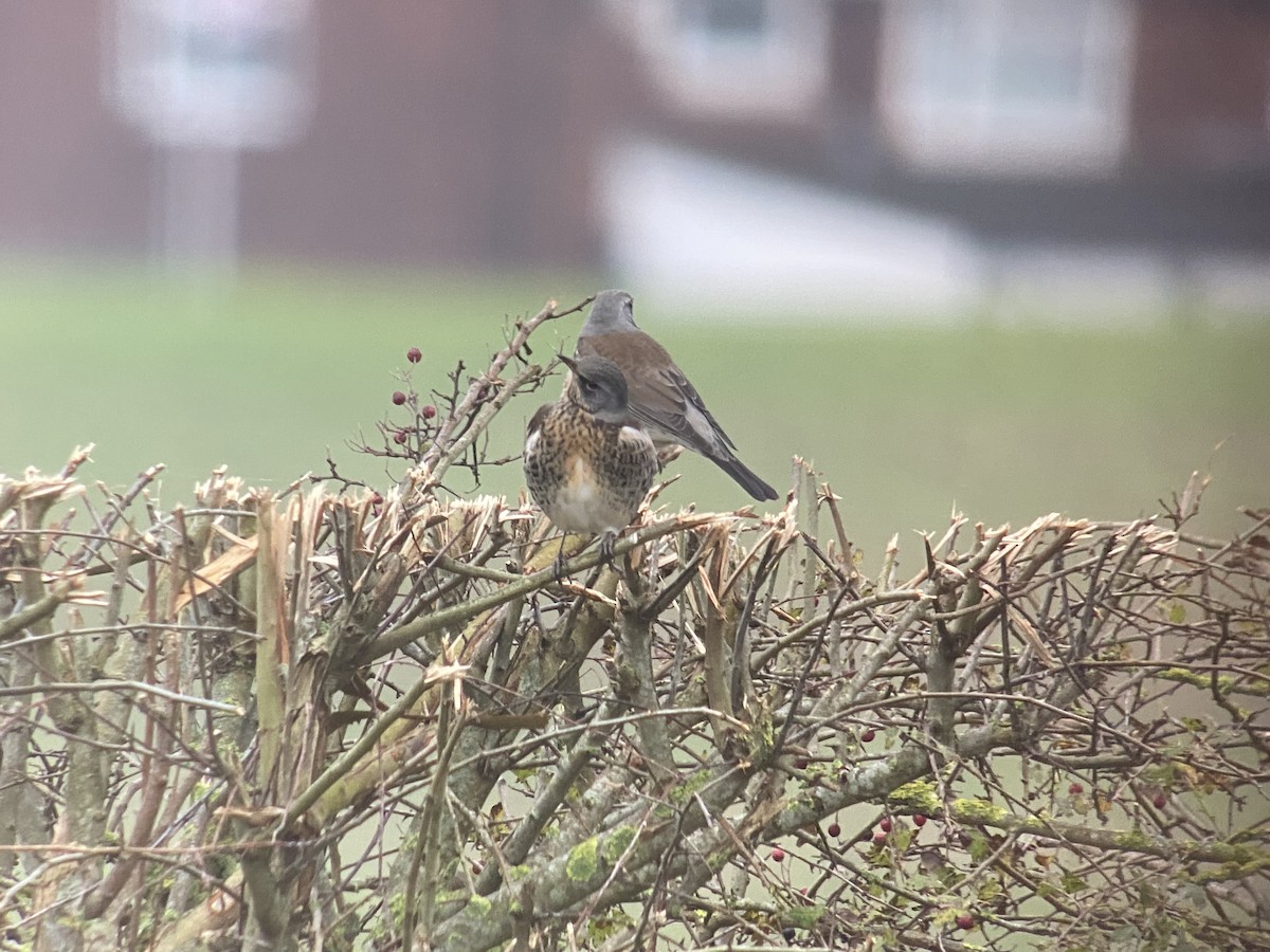 Fieldfare - Dave Craven