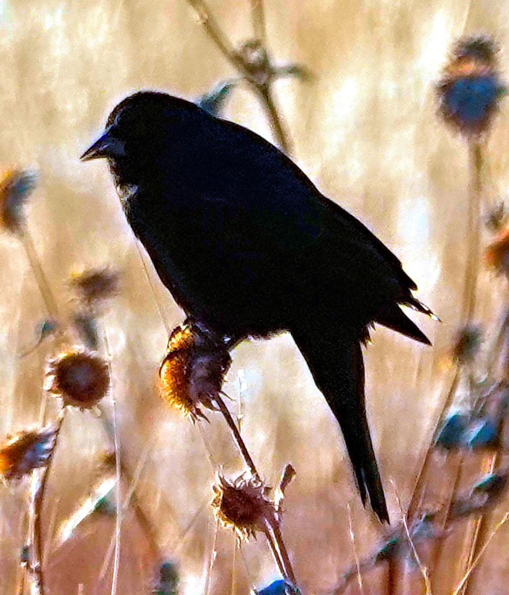 Brewer's Blackbird - ML611043969