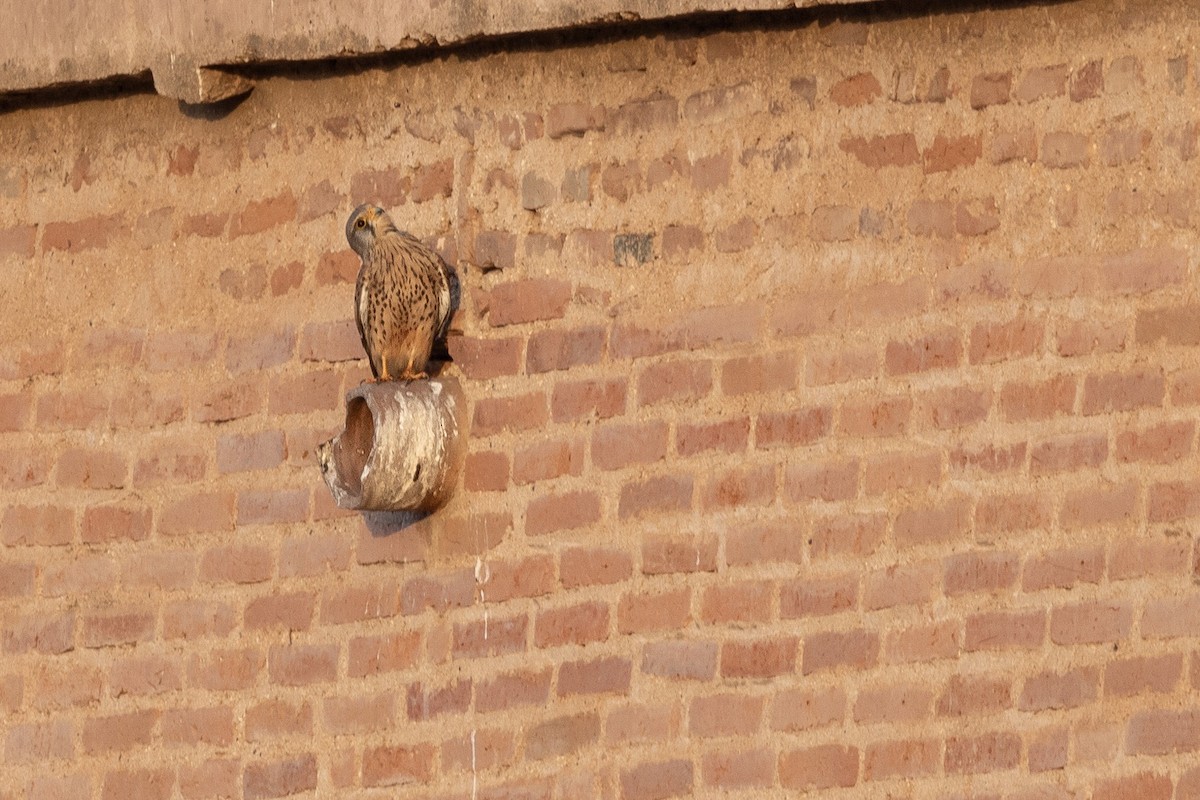 Eurasian Kestrel - ML611044159