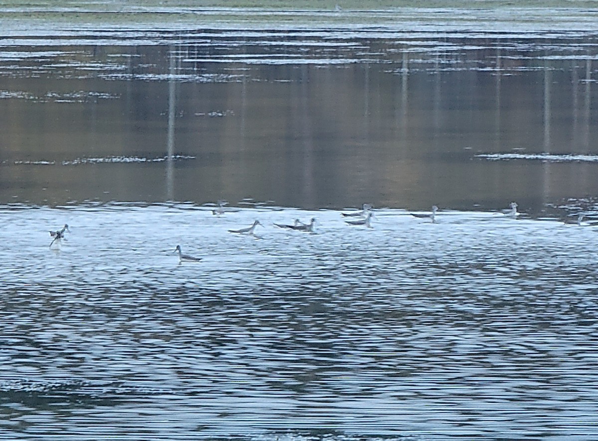 Greater Yellowlegs - ML611044164