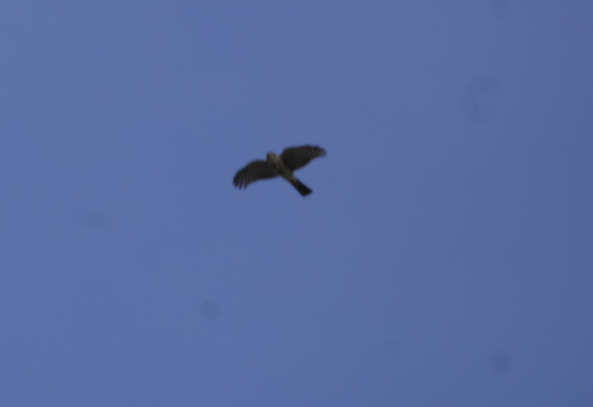 Sharp-shinned Hawk - Danny Castriotta