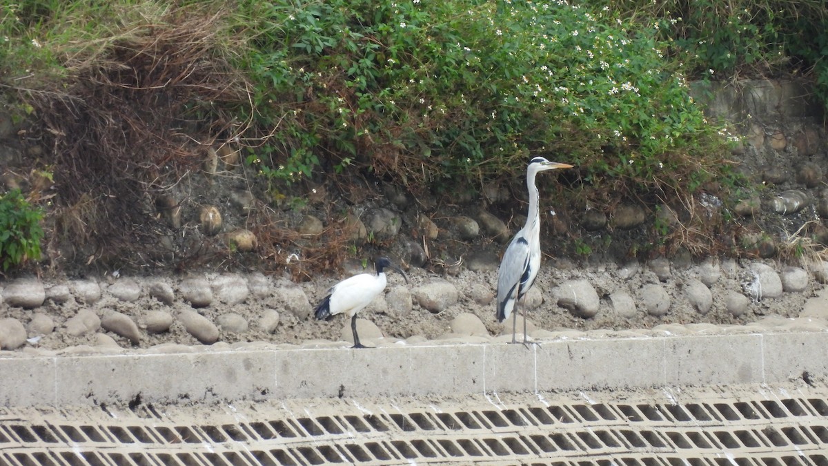 African Sacred Ibis - ML611044240