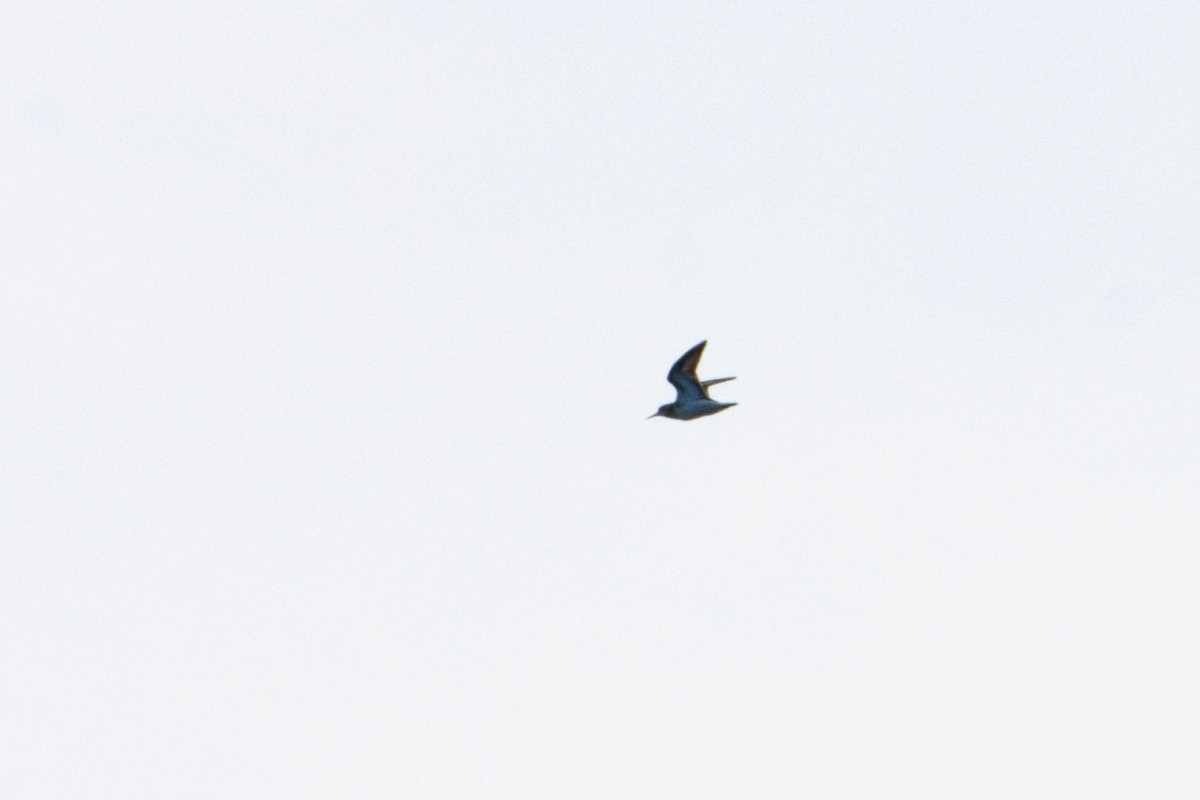 Pectoral Sandpiper - ML611044272