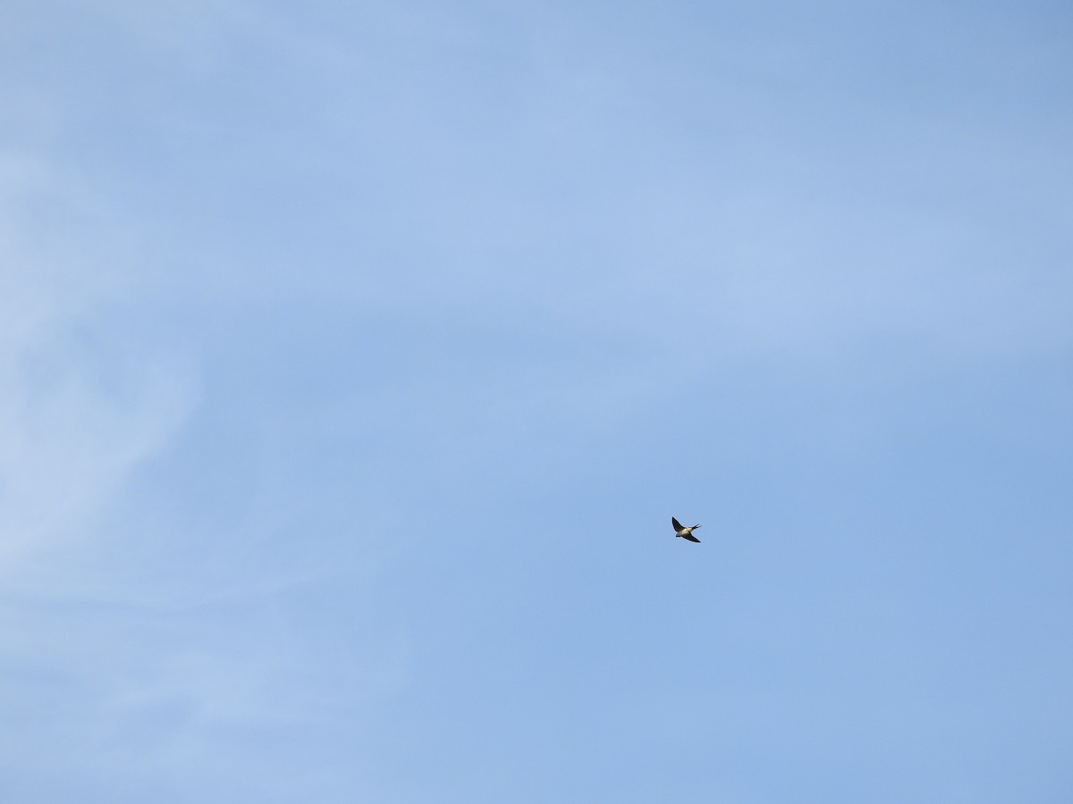 Asian Palm Swift - dineshbharath kv