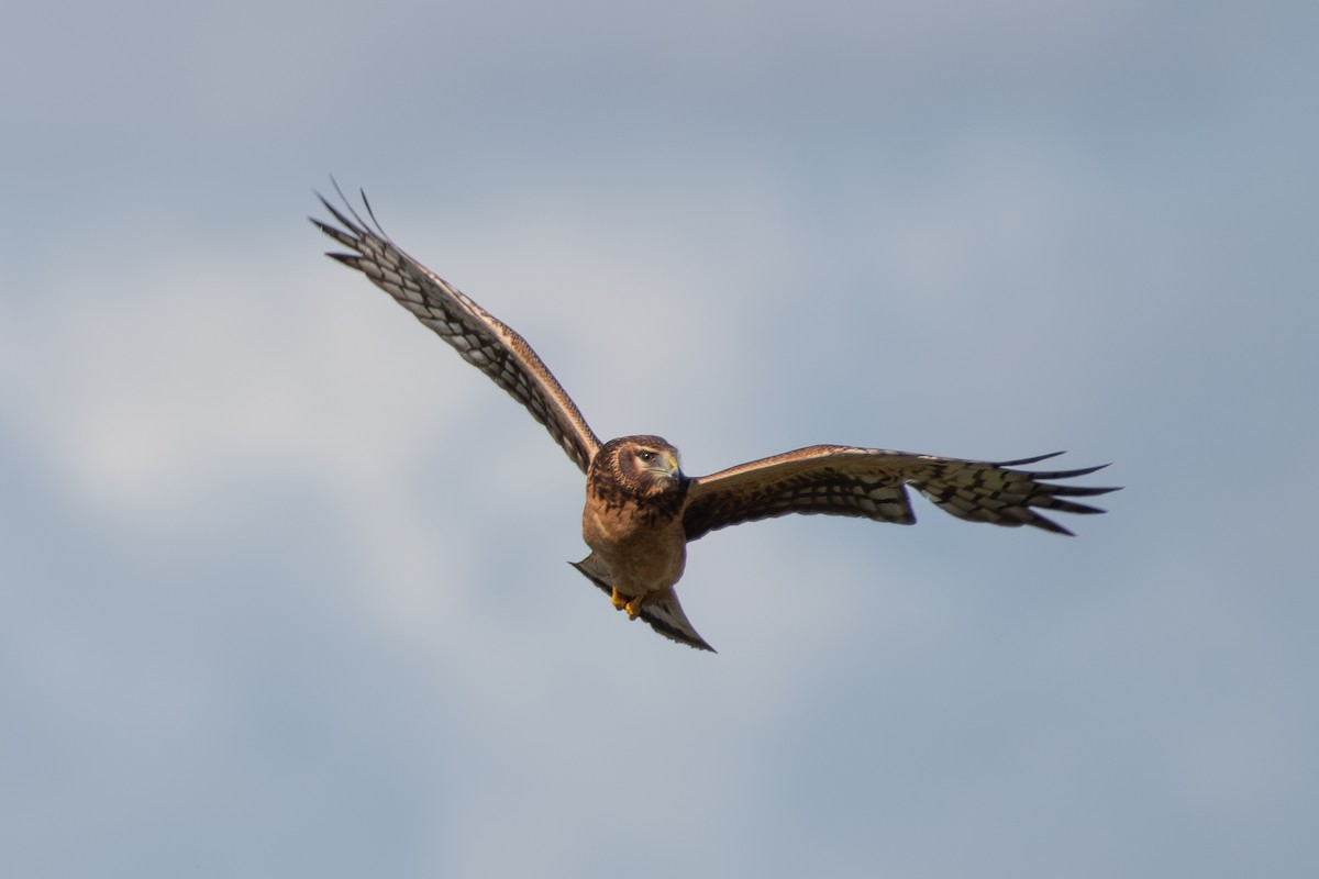 Northern Harrier - Ken Reichner