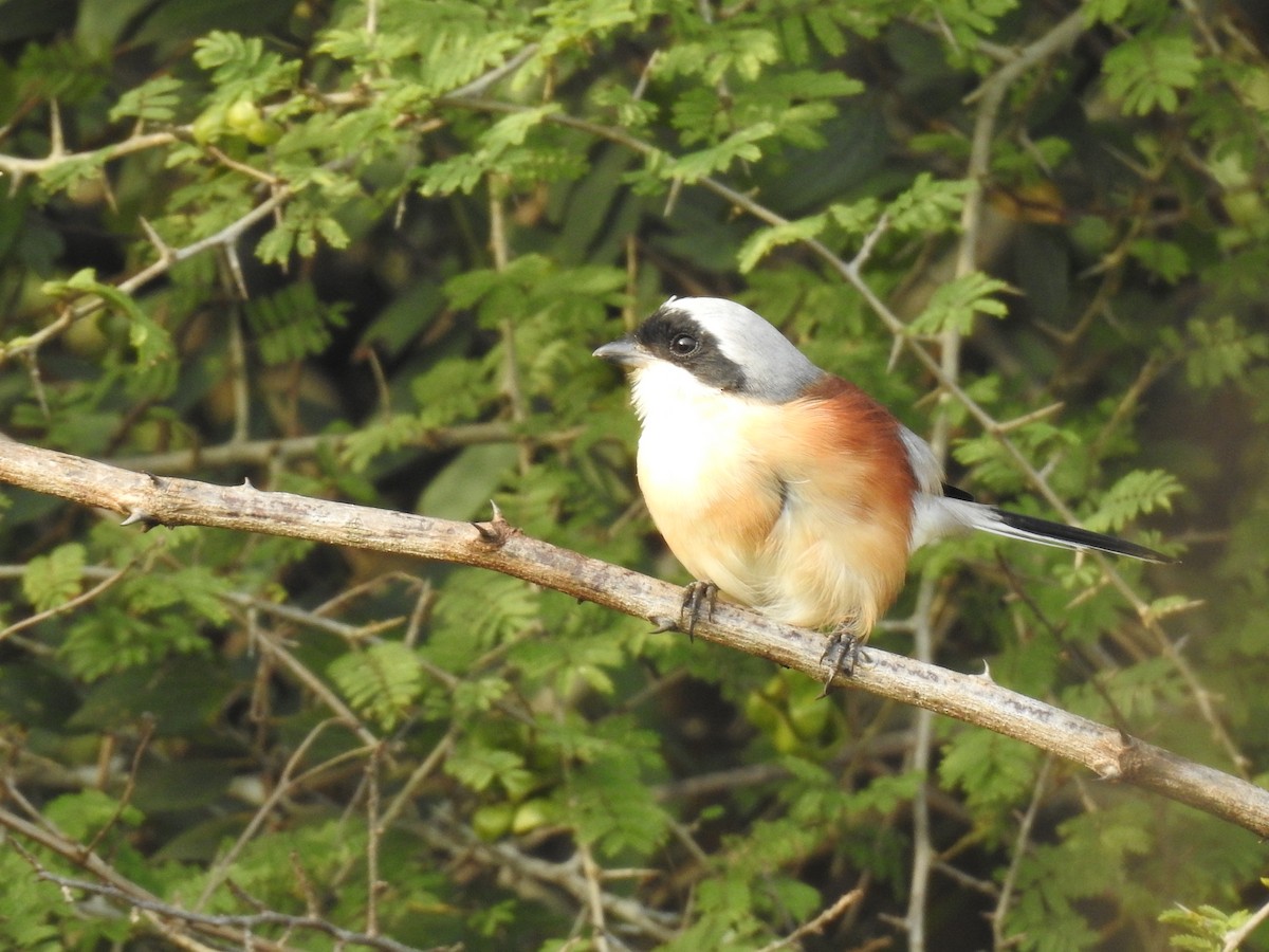 Bay-backed Shrike - ML611044315