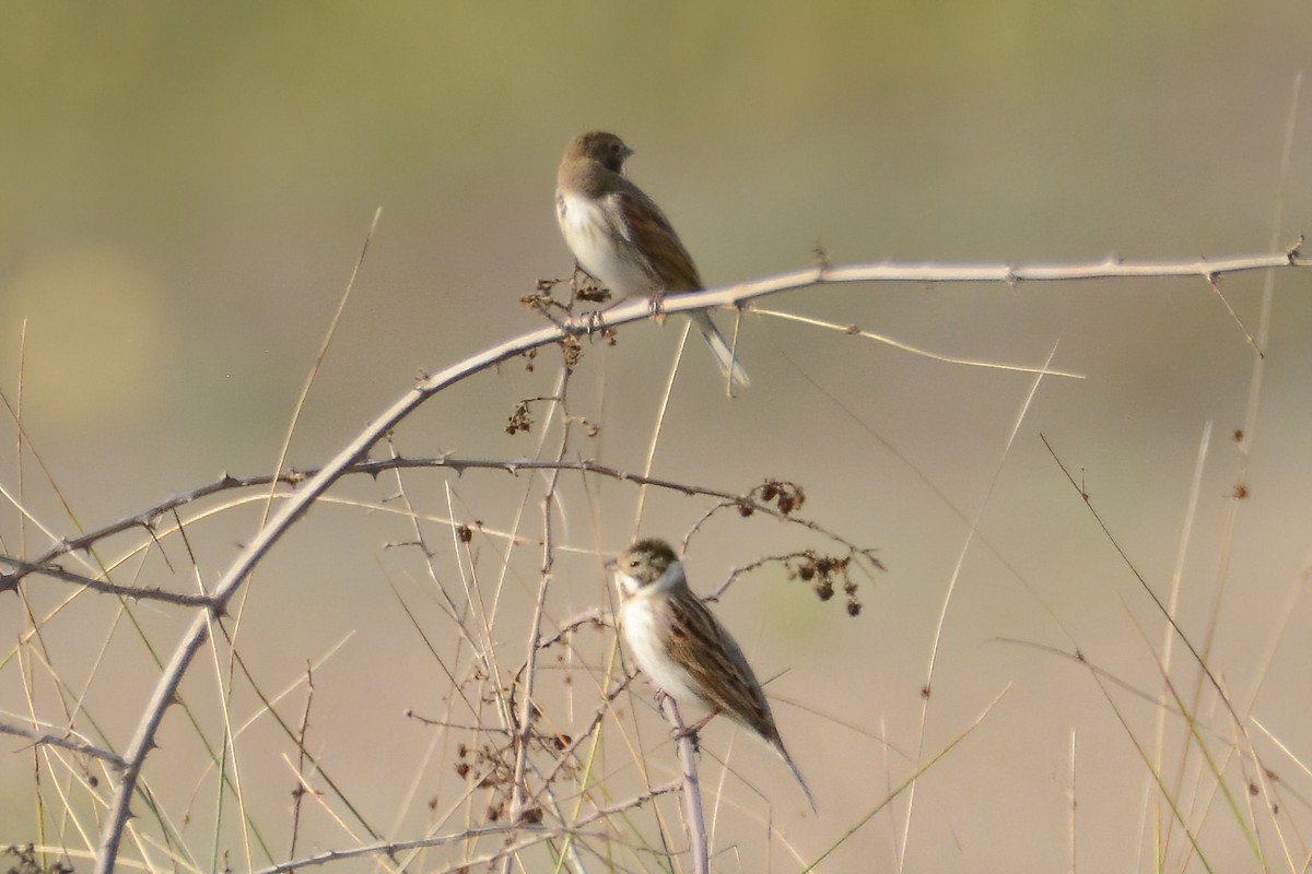 Reed Bunting - Ergün Cengiz