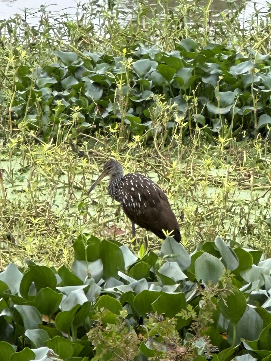 Limpkin - ML611044529