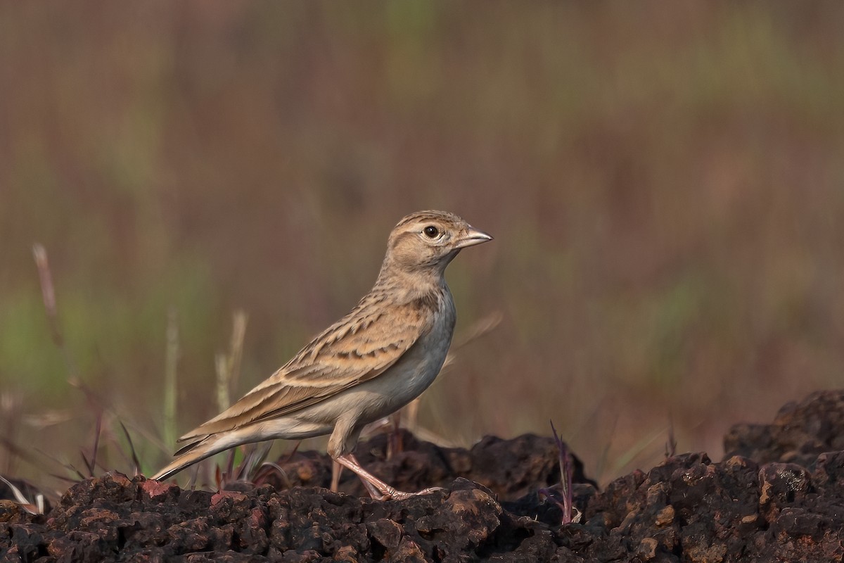 Mongolian Short-toed Lark - ML611044563