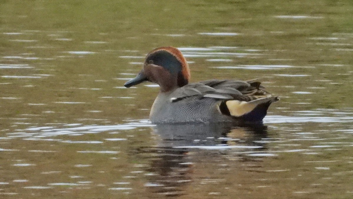 Green-winged Teal - ML611044577