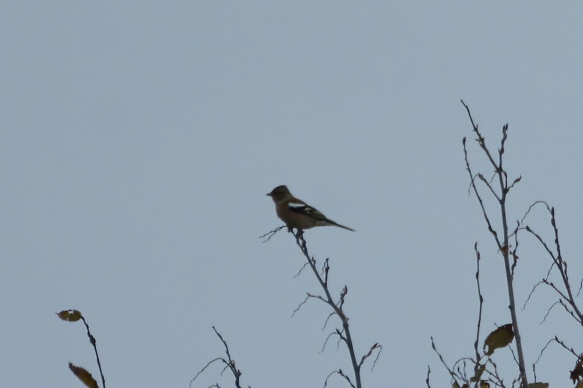 Common Chaffinch - Ergün Cengiz