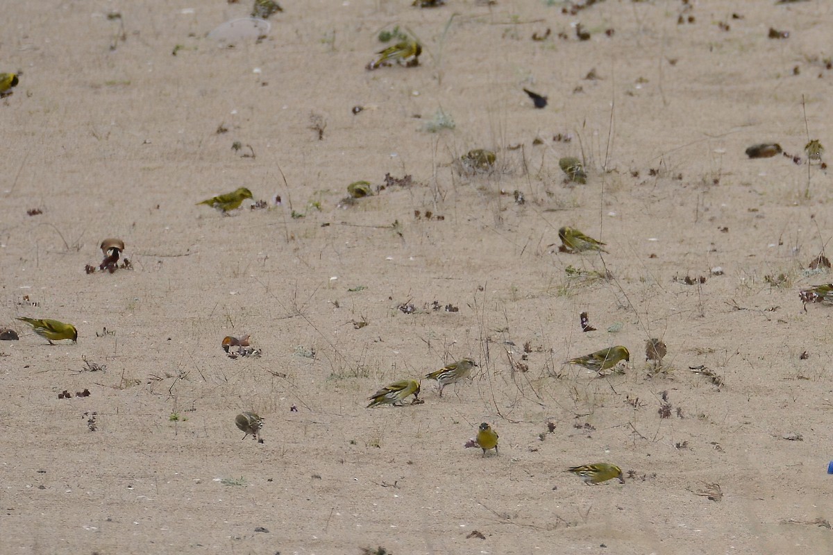 Eurasian Siskin - ML611044605