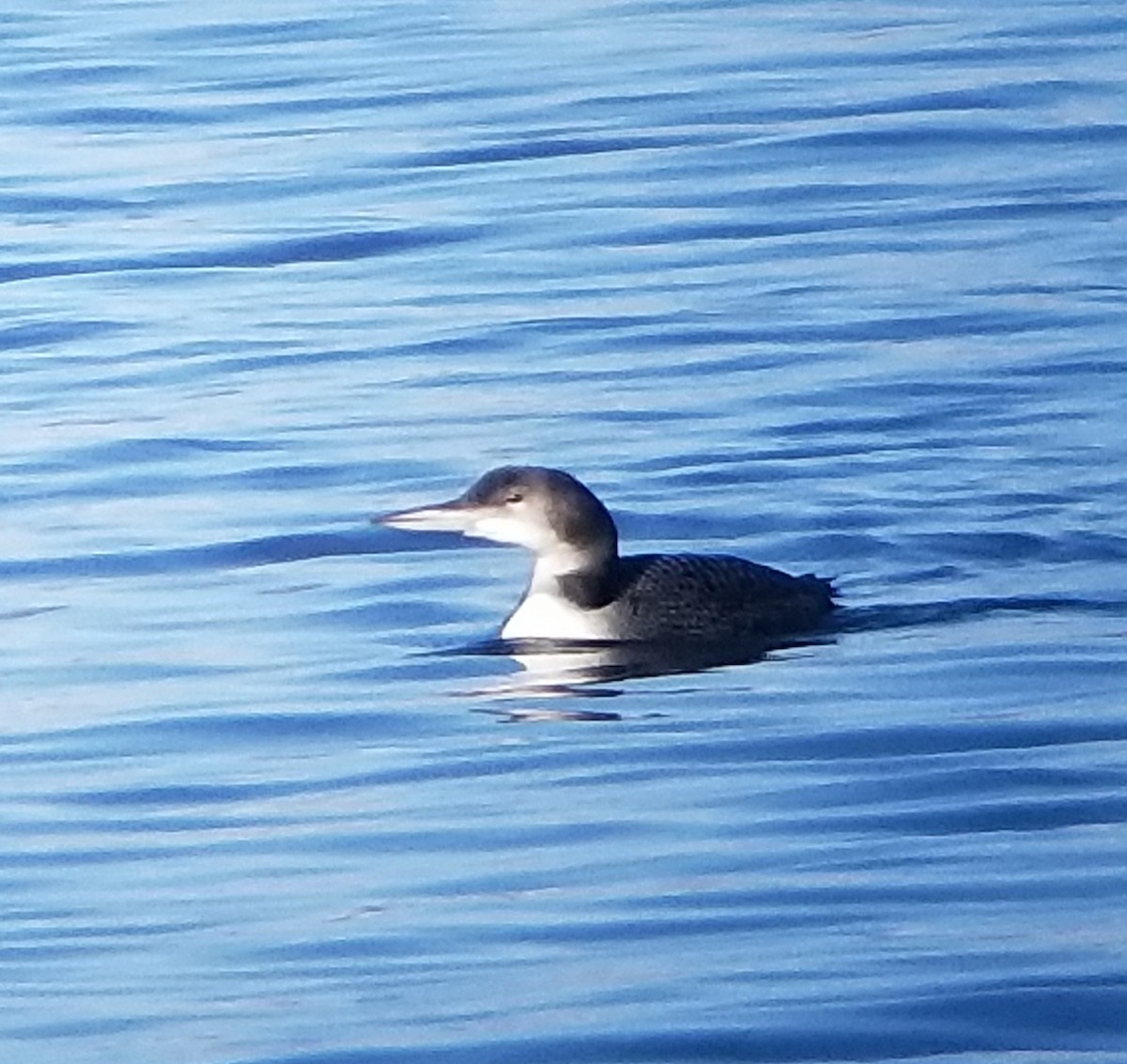 Common Loon - ML611044624