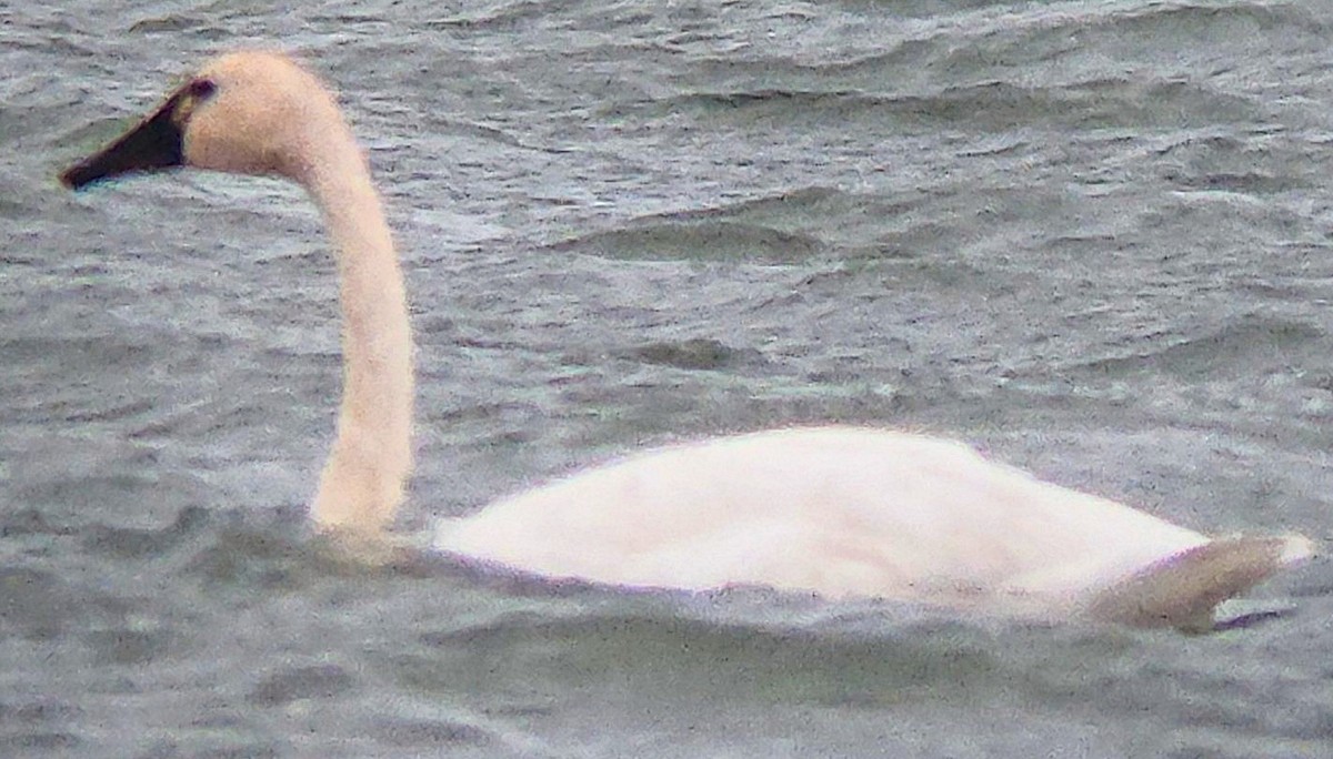 Tundra Swan - ML611044642