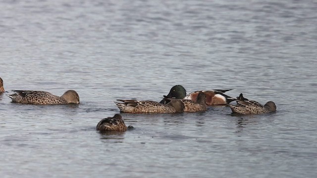 Northern Shoveler - ML611044769