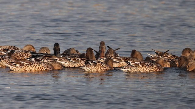 Northern Shoveler - ML611044770