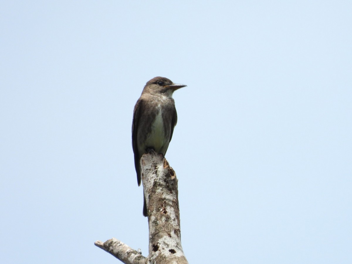 Olive-sided Flycatcher - ML611044866