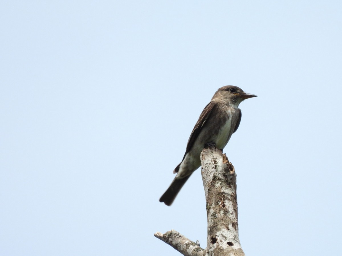 Olive-sided Flycatcher - ML611044868