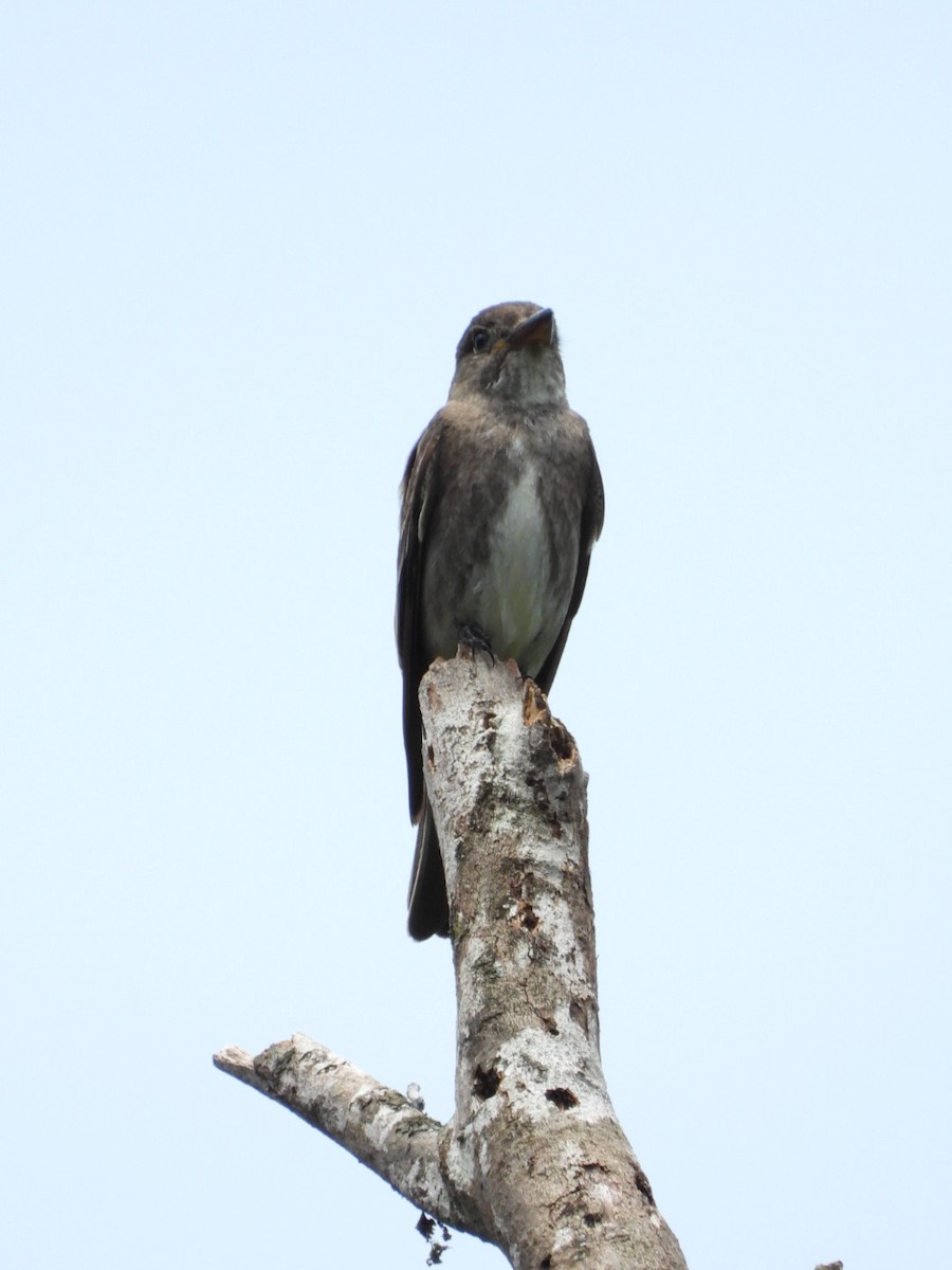 Olive-sided Flycatcher - ML611044869