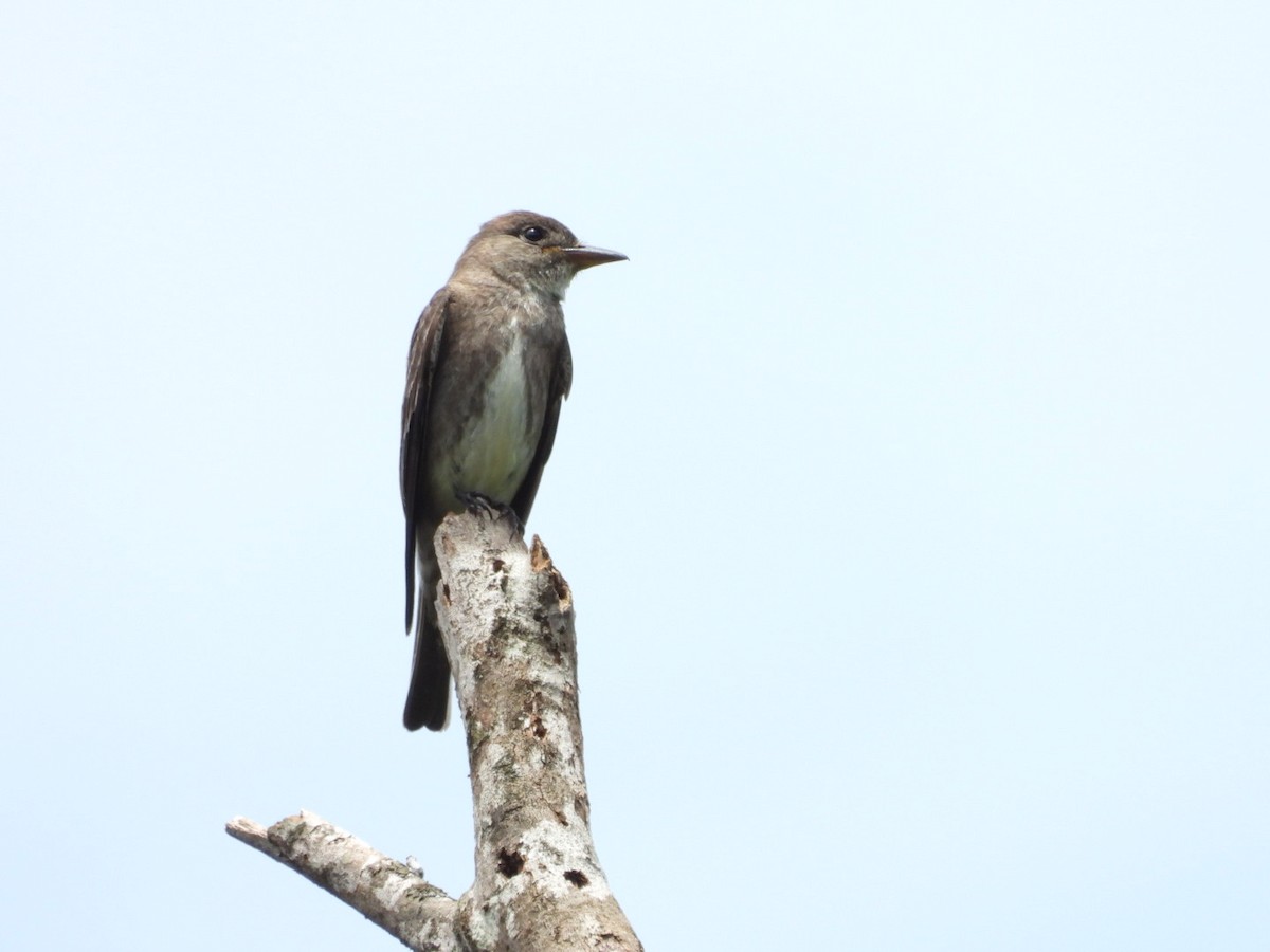 Olive-sided Flycatcher - ML611044870