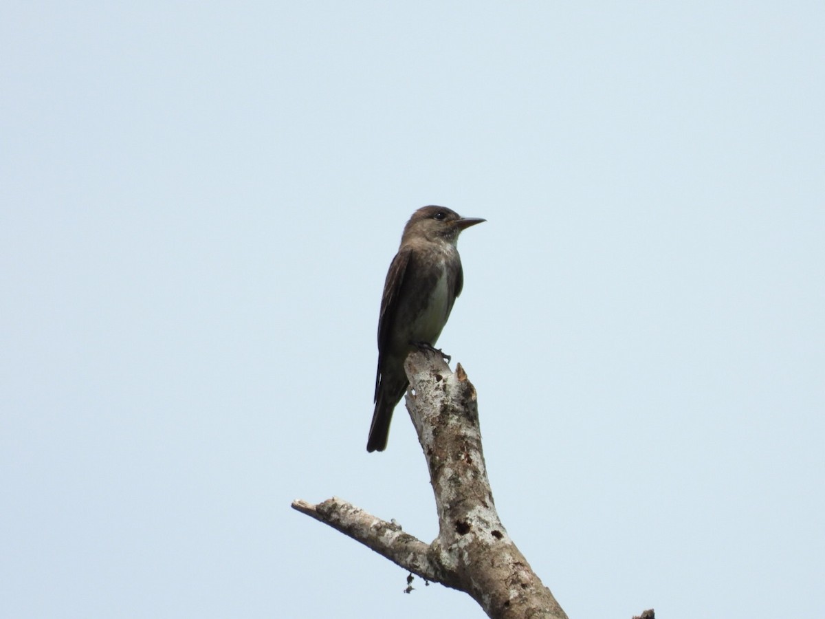 Olive-sided Flycatcher - ML611044871