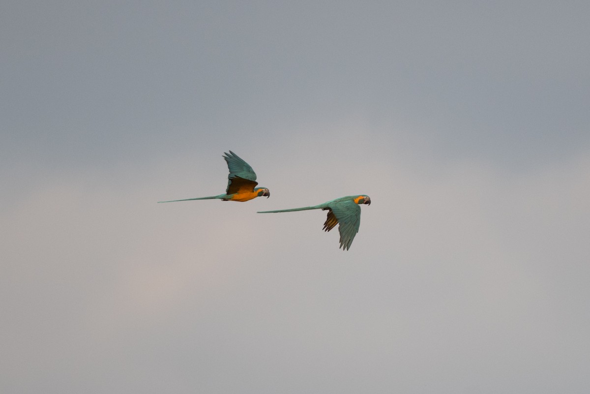 Blue-throated Macaw - John C. Mittermeier